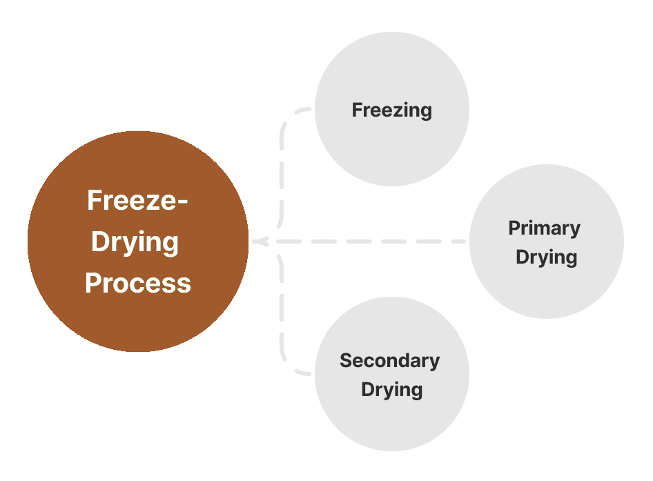 Product Life Cycle